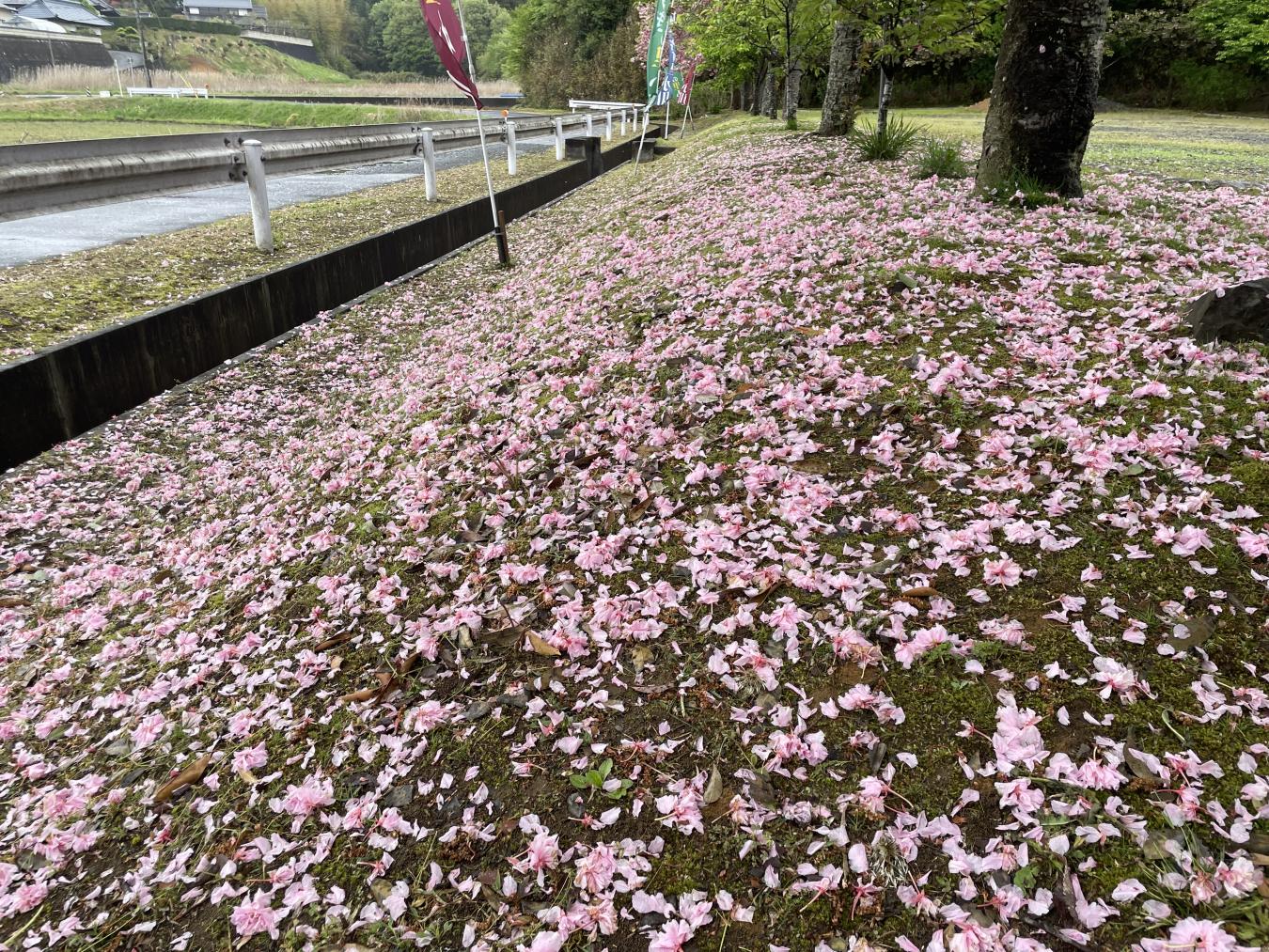 八重桜の花びら