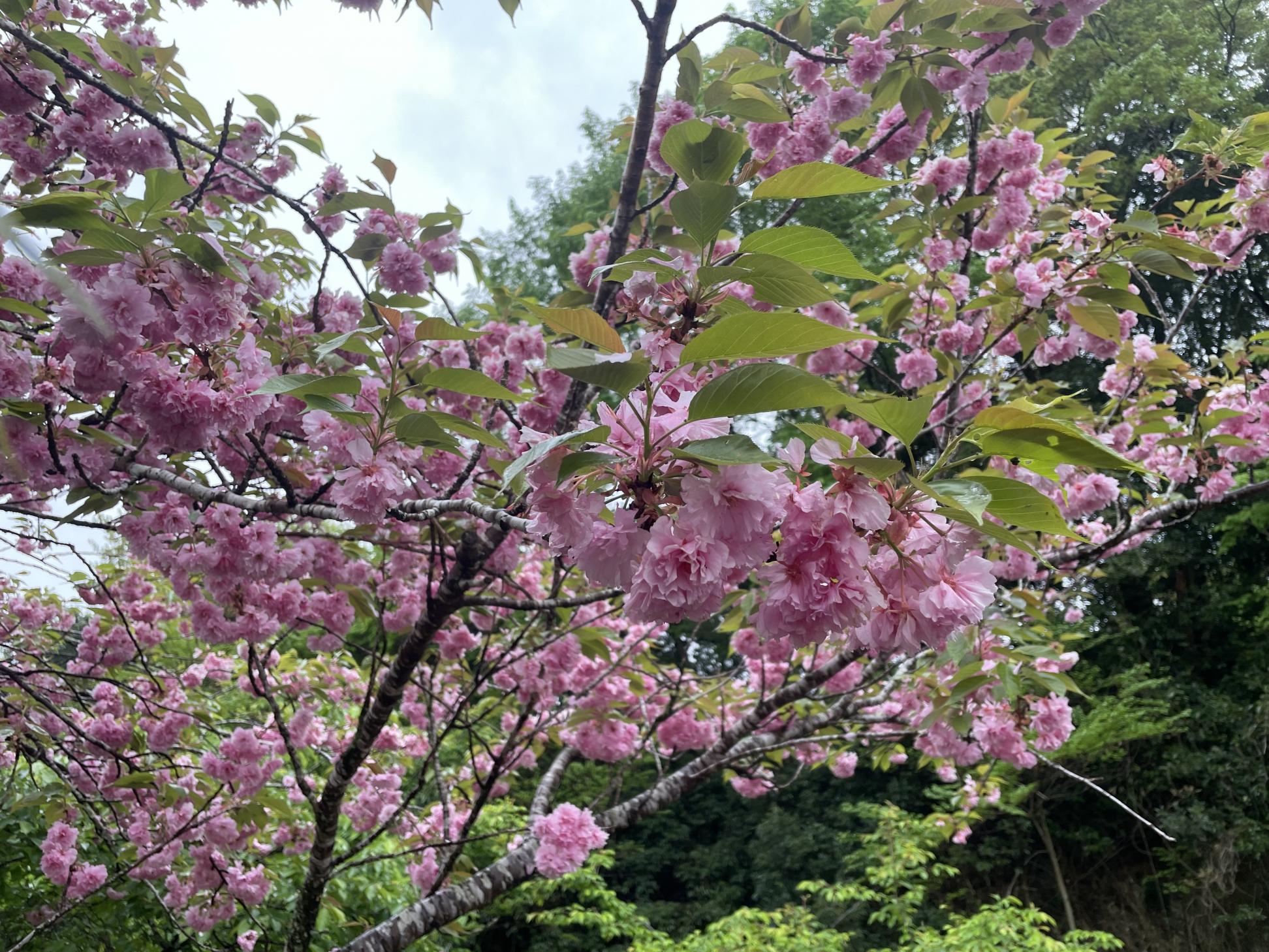 葉桜