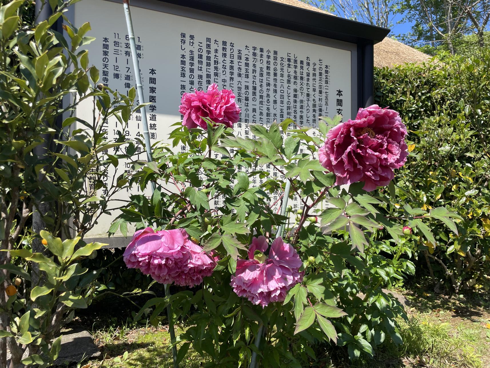 ぼたん