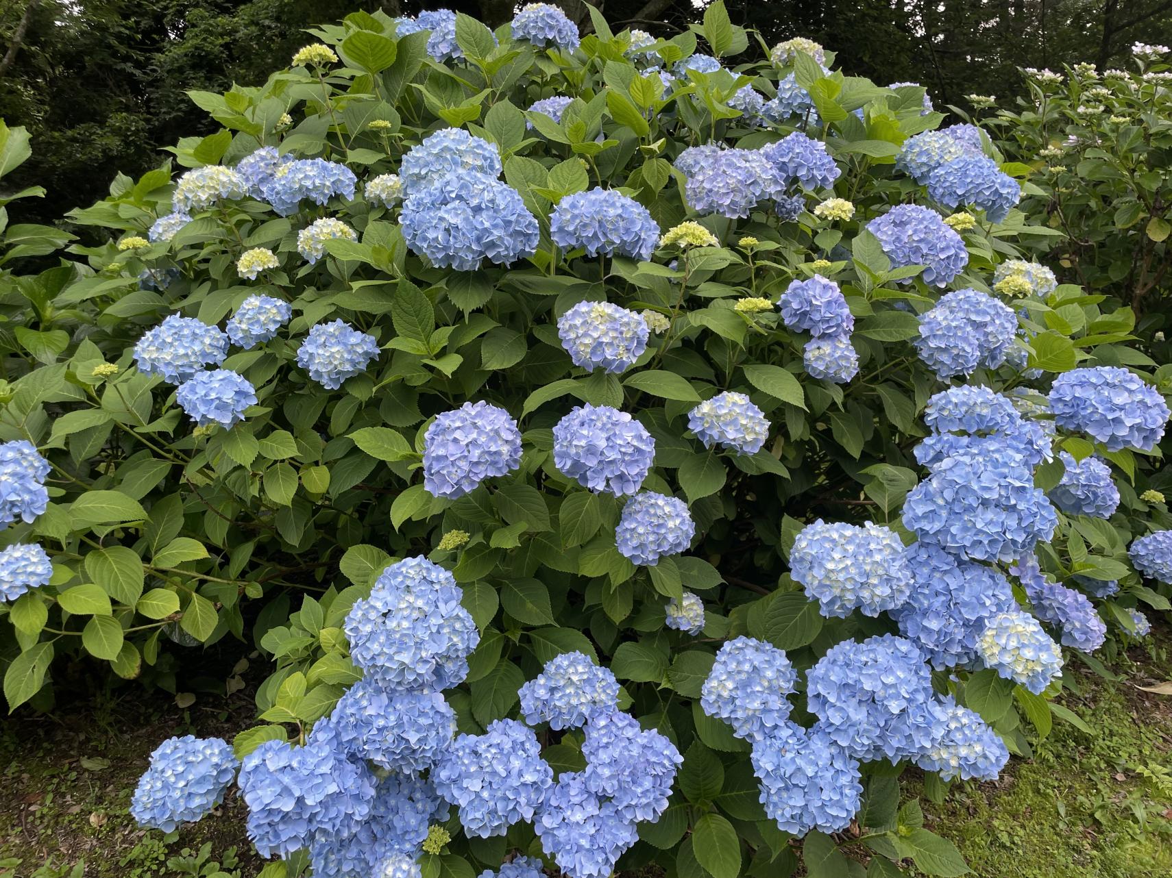 万寿池あじさい
