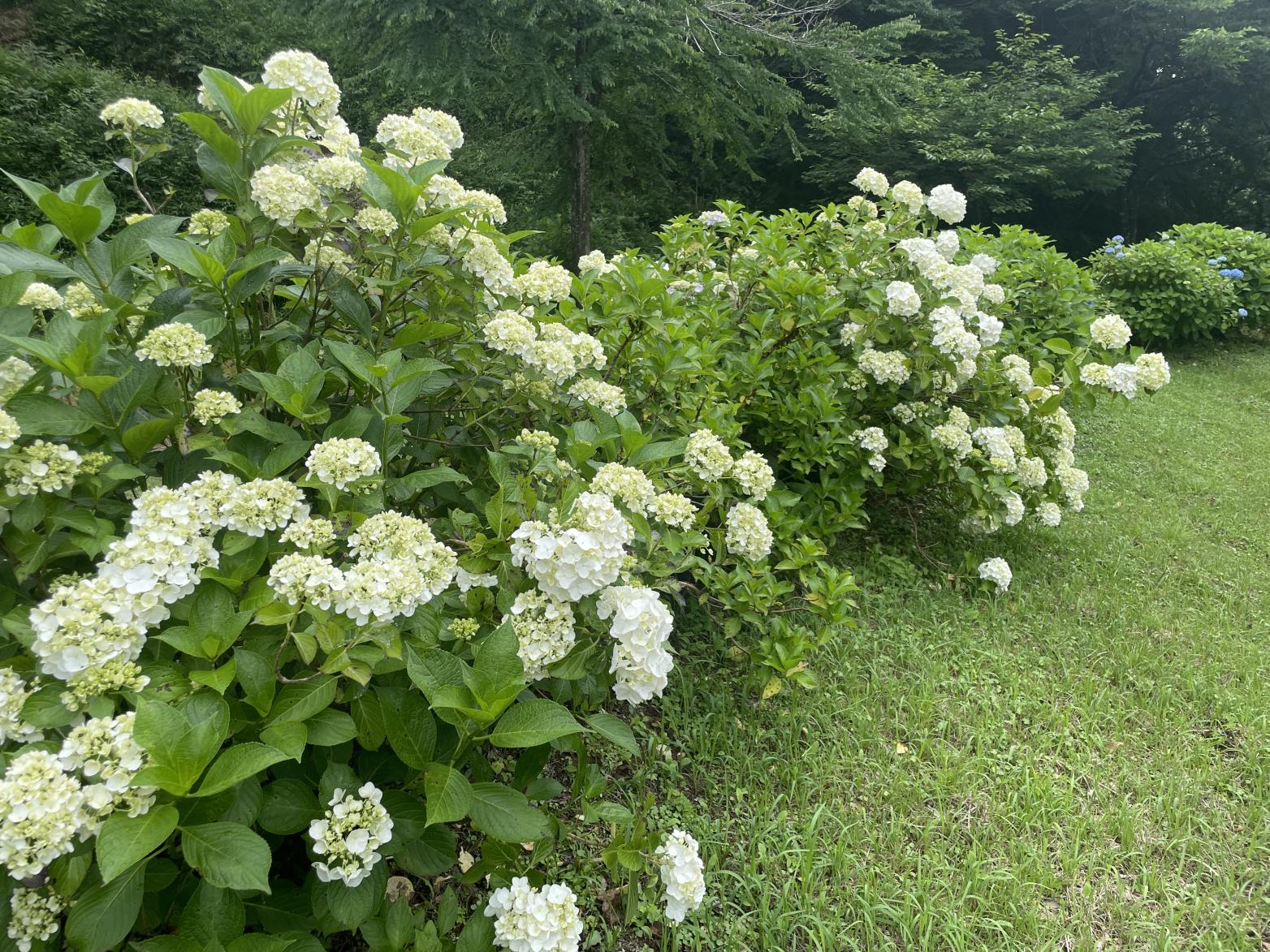 白あじさい