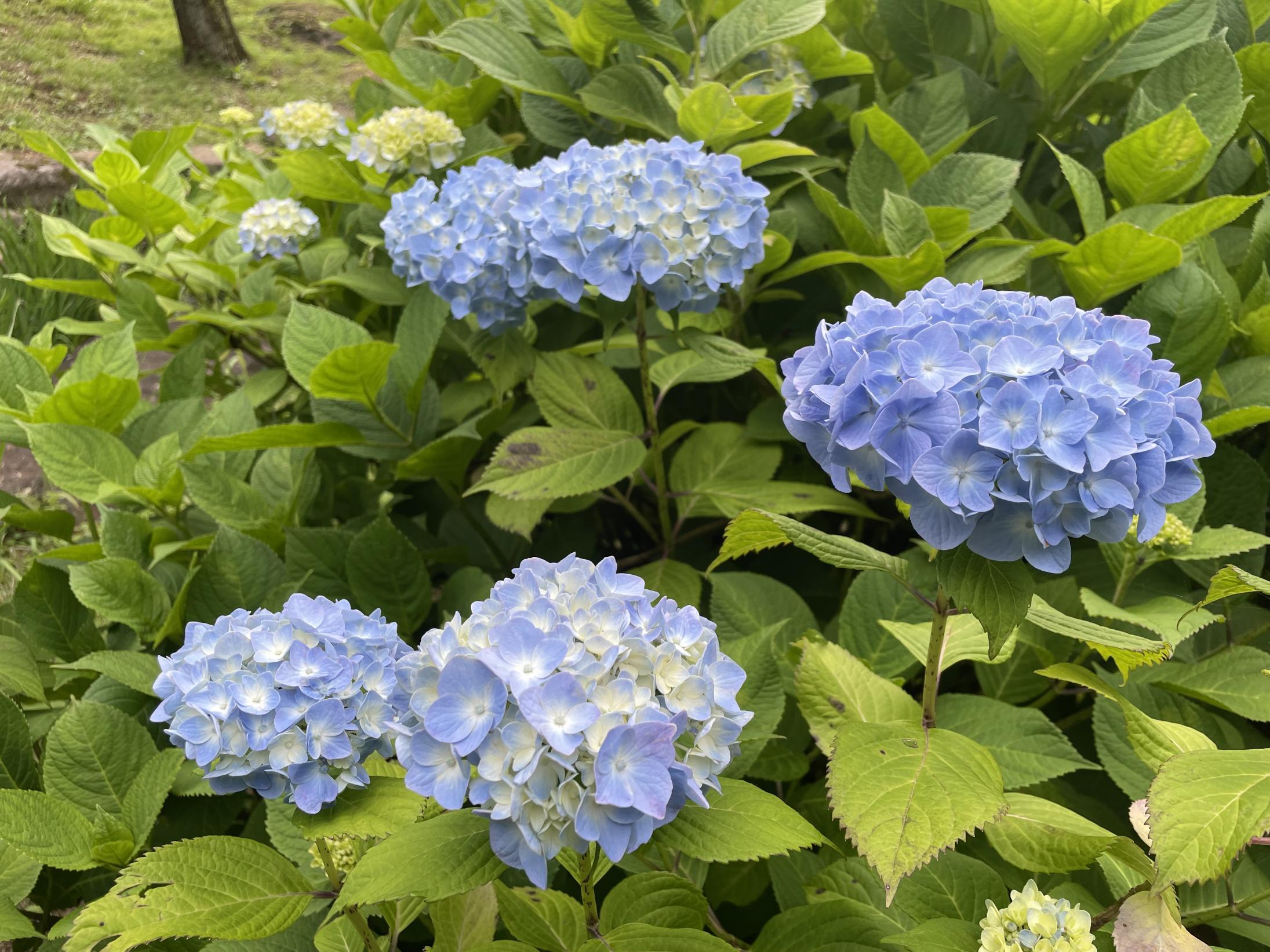 藍あじさい