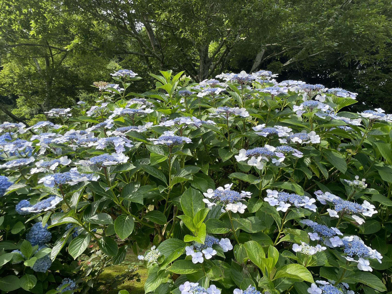 がくあじさい
