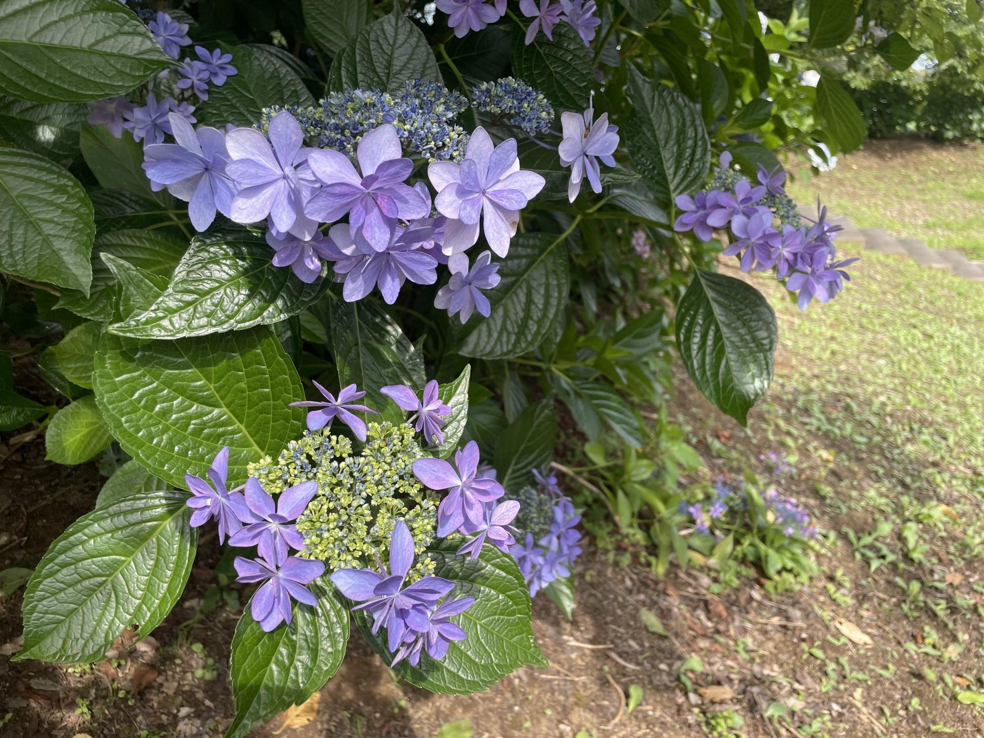 がく紫陽花