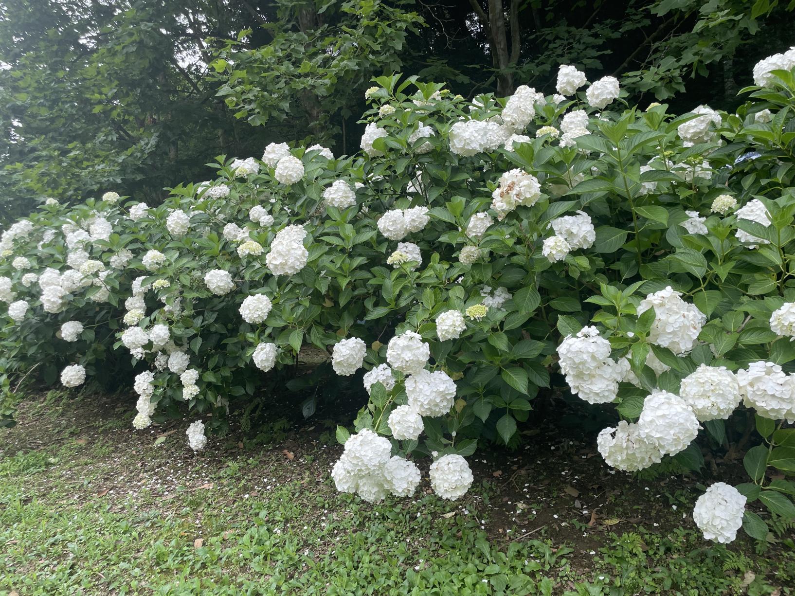 白紫陽花