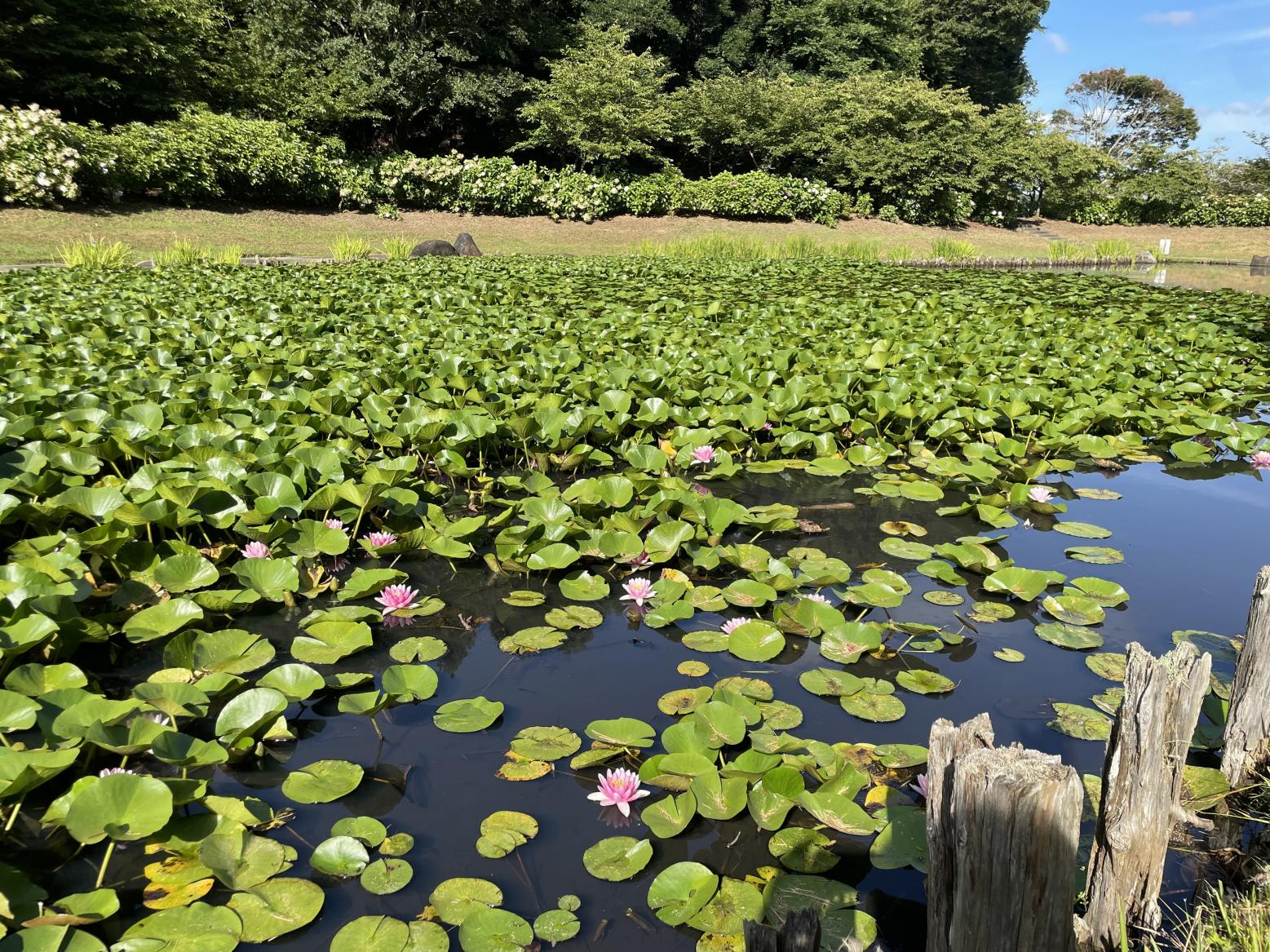 万寿池のハス