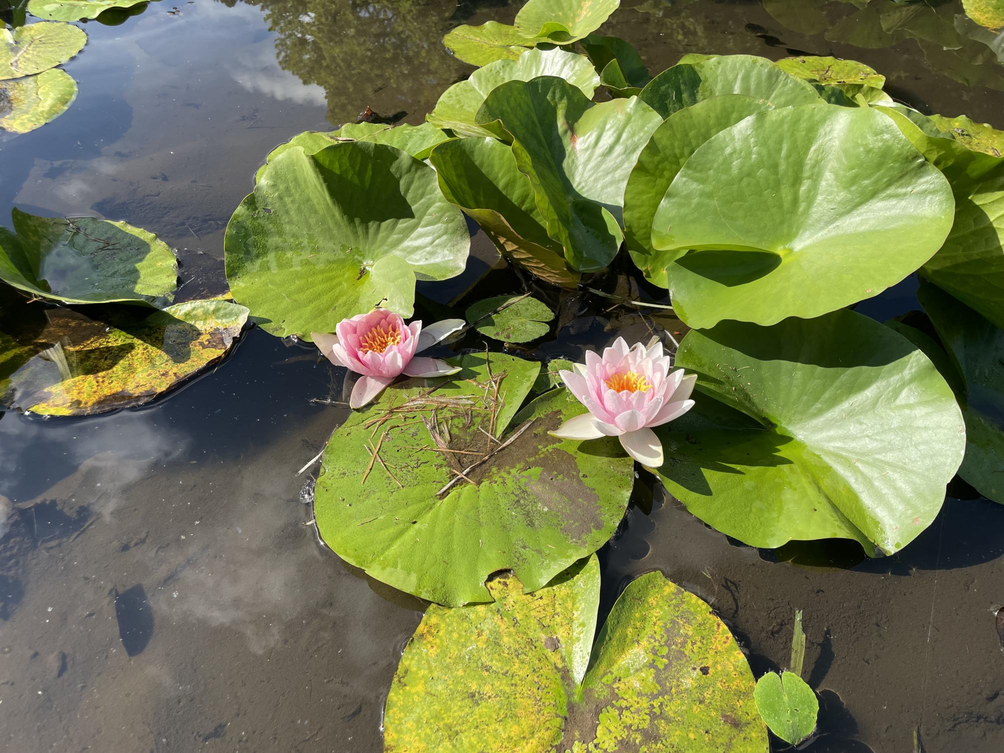蓮の花