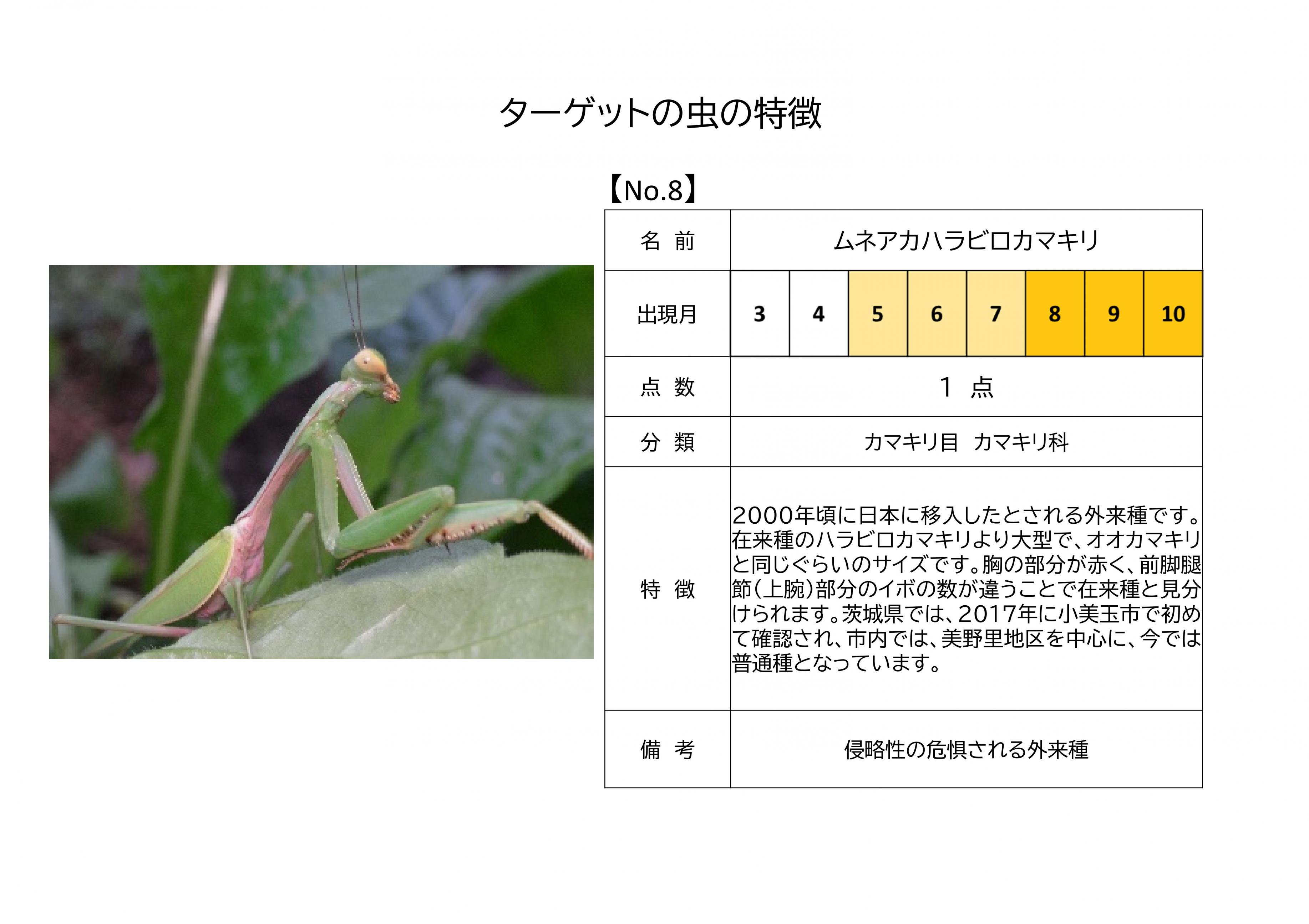 8.ムネアカハラビロカマキリ