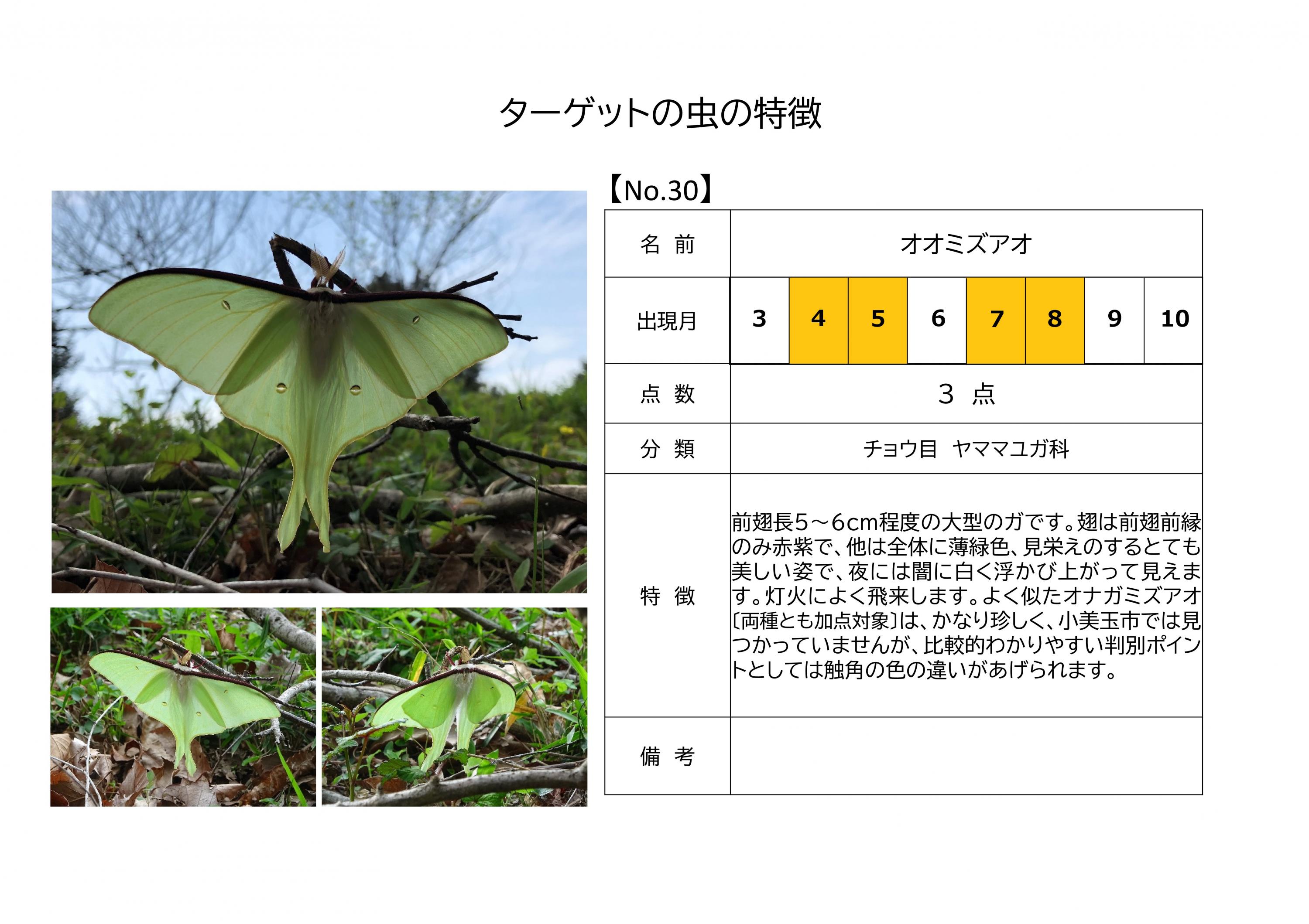 30.オオミズアオ