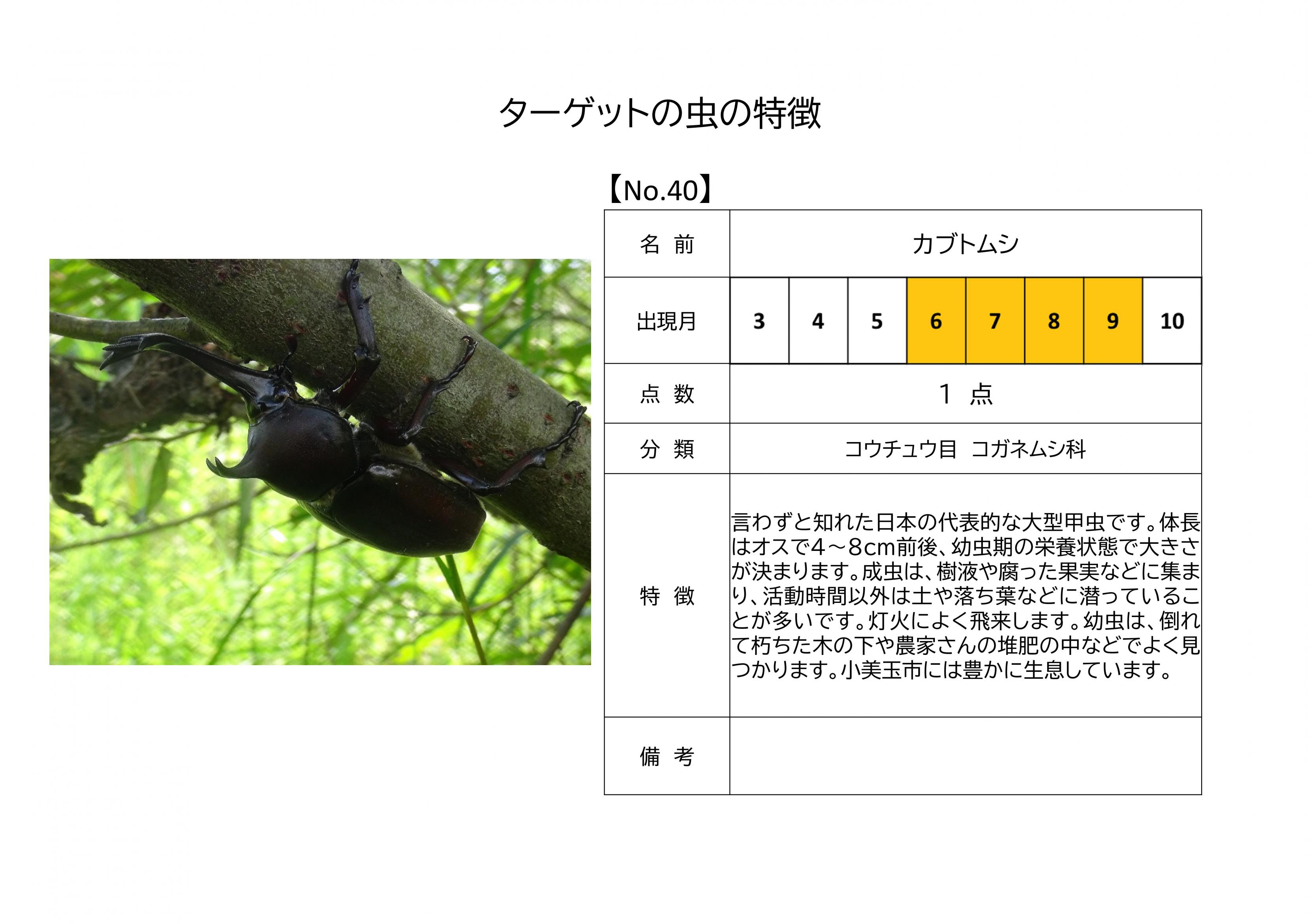 40.カブトムシ