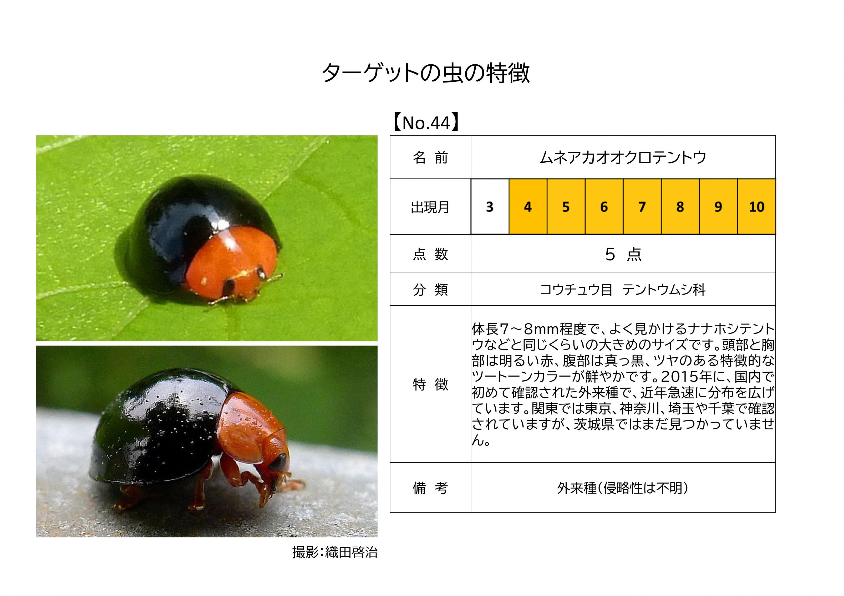 44.ムネアカオオクロテントウ