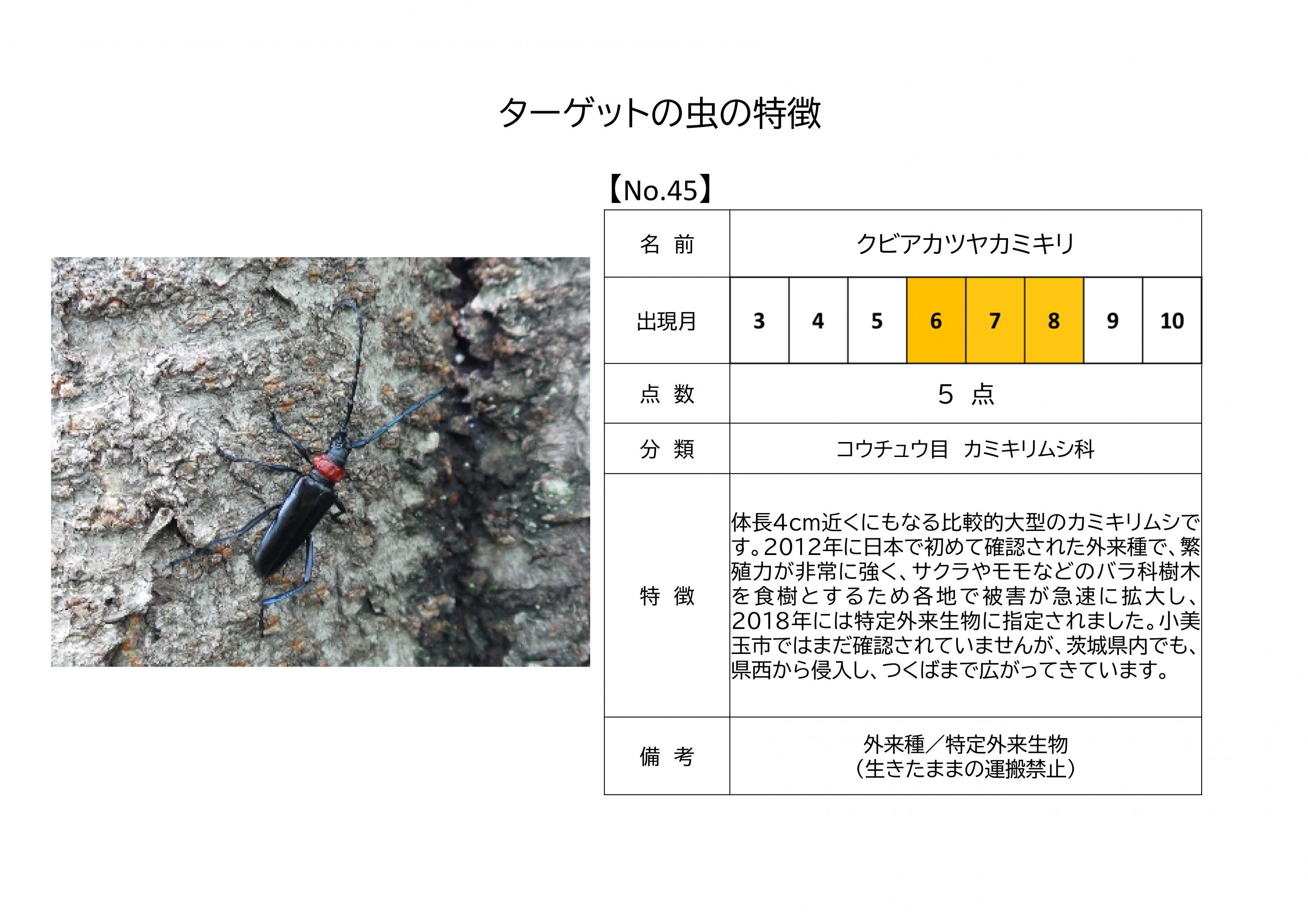45.クビアカツヤカミキリ