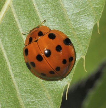 ハラグロオオテントウ