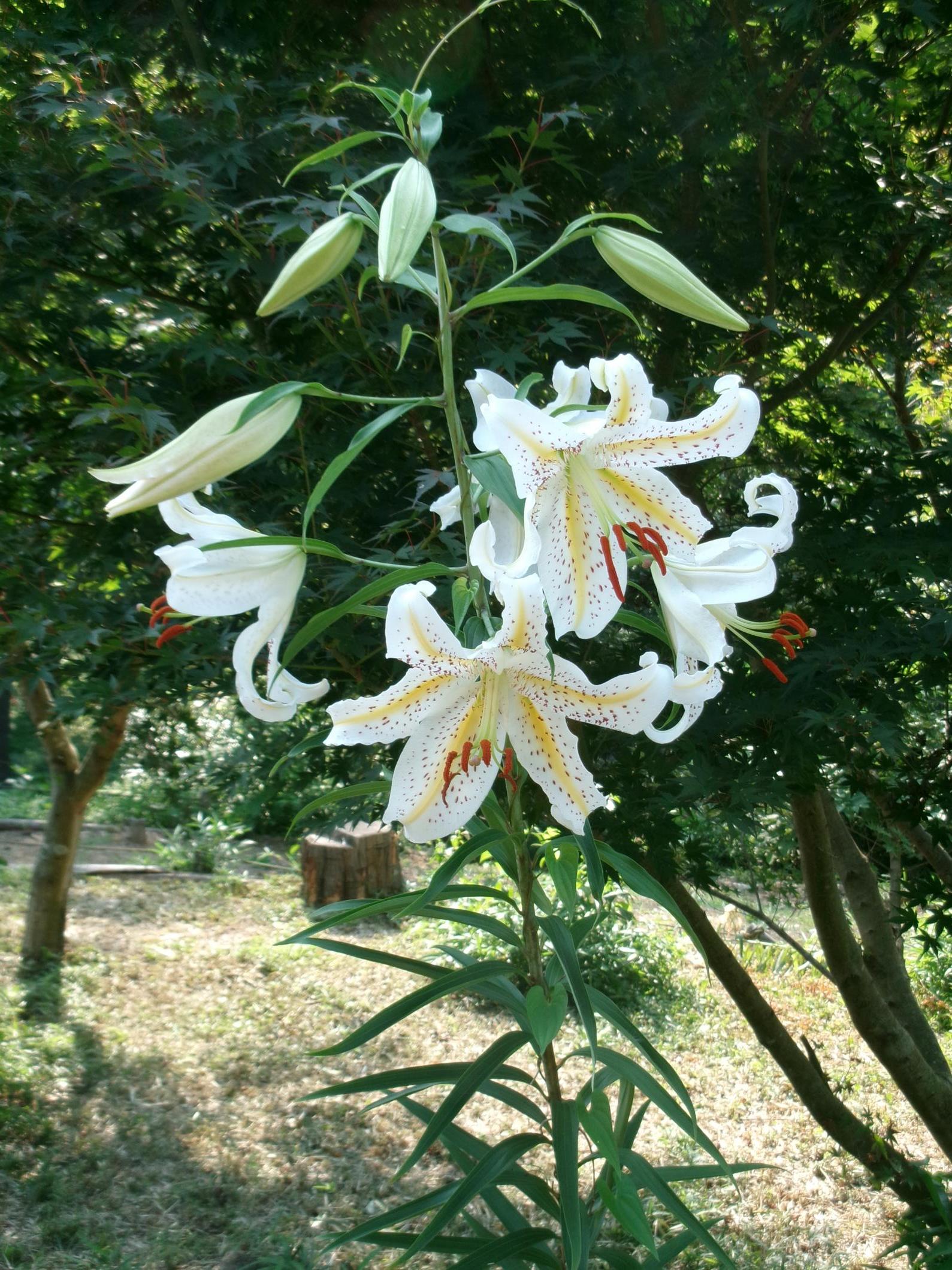 ヤマユリ学芸棟周辺1 ヤマユリ学芸棟周辺1